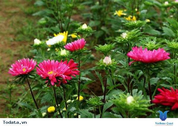 Đến Hội An Thăm Gì?  Ăn Gì? - Ảnh 13