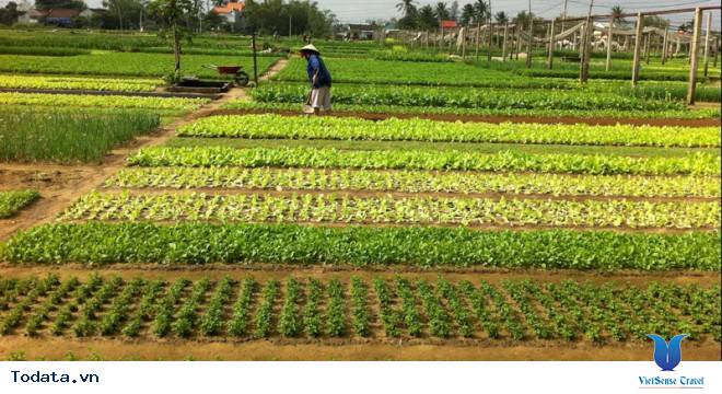 Đến Hội An Thăm Gì?  Ăn Gì? - Ảnh 11