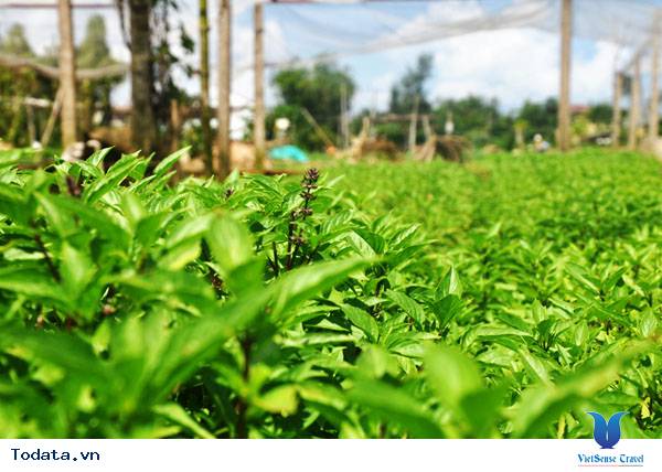 Đến Hội An Thăm Gì?  Ăn Gì? - Ảnh 12