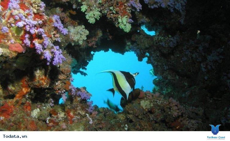 Đến Maldives khám phá Banana Reef - Ảnh 2