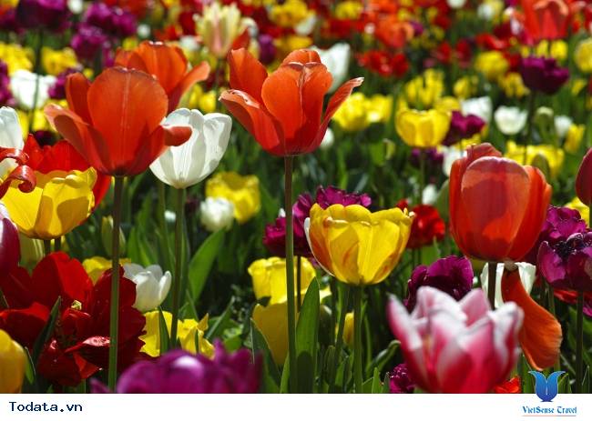 Điểm ngắm hoa tuyệt đẹp ở Trung Quốc - Ảnh 2