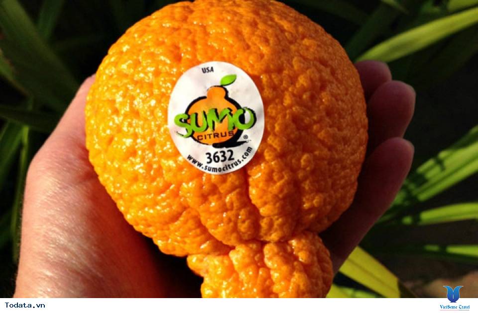 Điểm tên kho tàng trái cây hàng nghìn USD ở Nhật Bản - Ảnh 3 Điểm tên kho tàng trái cây hàng nghìn USD ở Nhật Bản - Ảnh 3