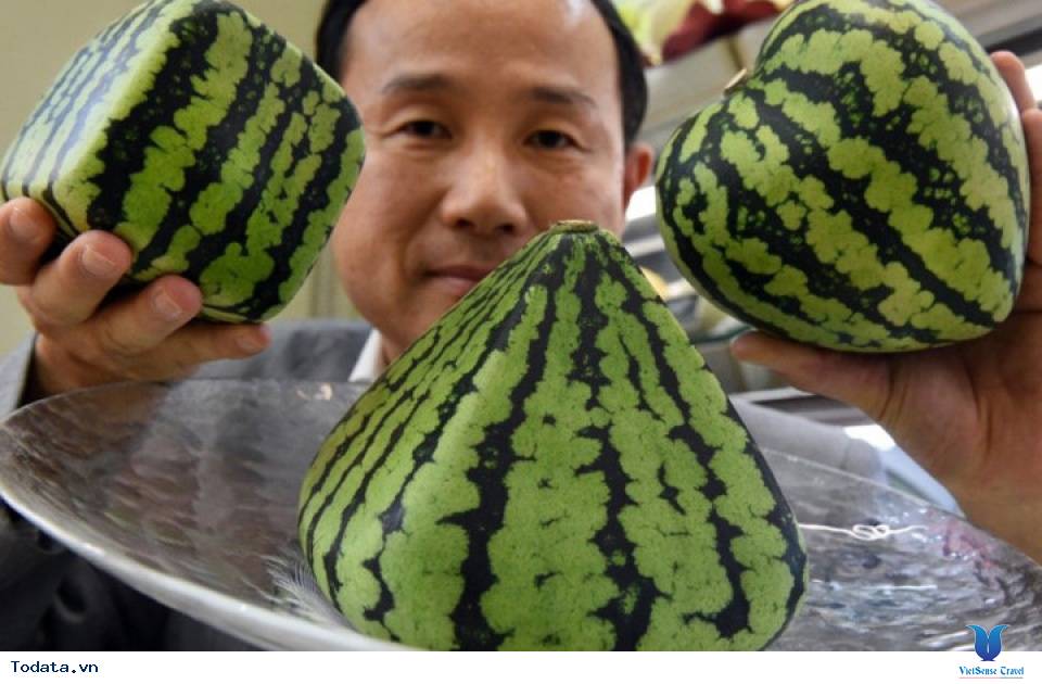 Điểm tên kho tàng trái cây hàng nghìn USD ở Nhật Bản - Ảnh 1 Điểm tên kho tàng trái cây hàng nghìn USD ở Nhật Bản - Ảnh 1