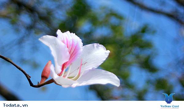 Điện Biên rực rỡ mùa hoa ban - Ảnh 5