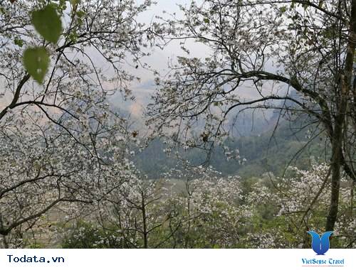 Điện Biên rực rỡ mùa hoa ban - Ảnh 3