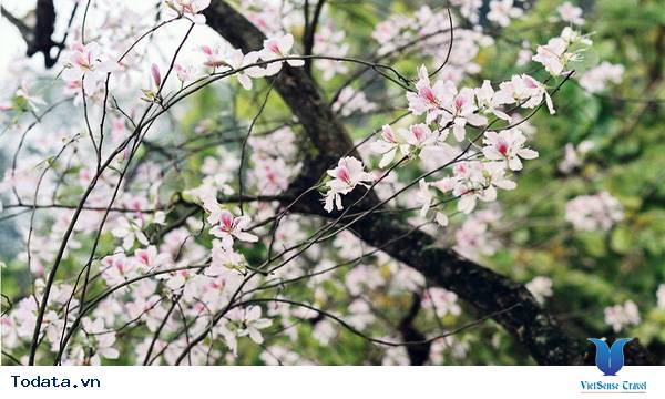 Điện Biên rực rỡ mùa hoa ban - Ảnh 4