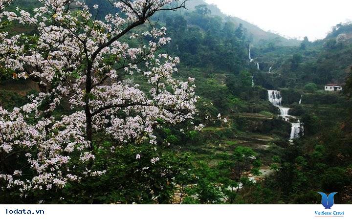 Điện Biên rực rỡ mùa hoa ban - Ảnh 2