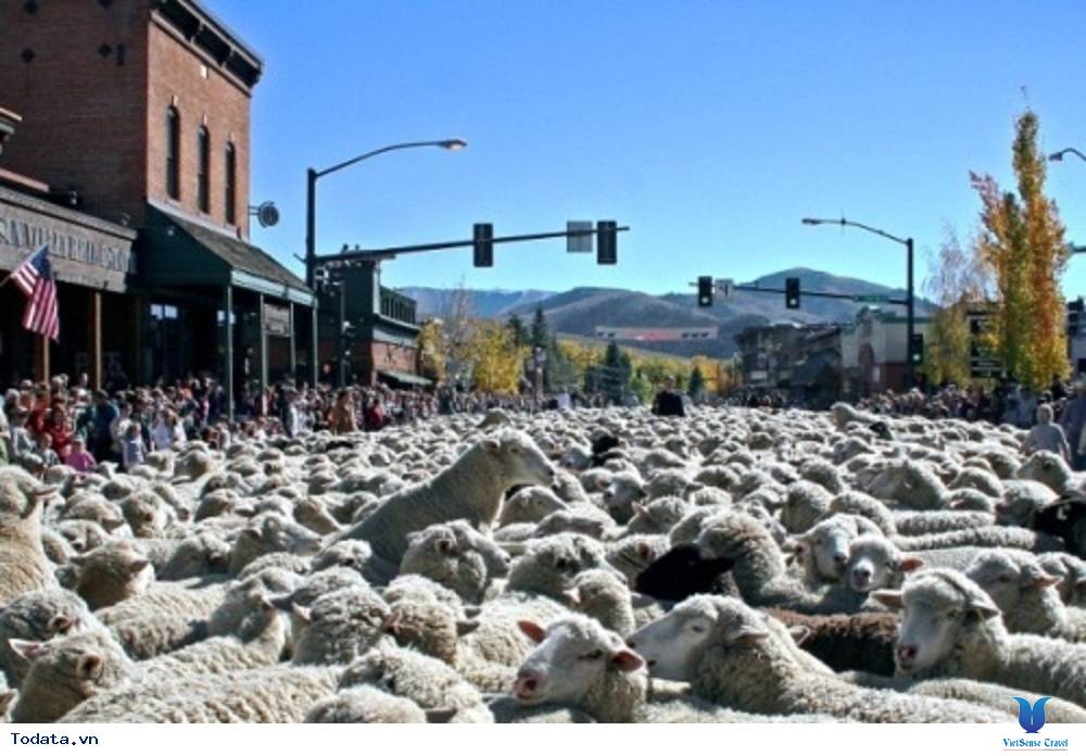 Đón năm mới ấm áp với lễ hội chăn cừu ở Nga - Ảnh 2