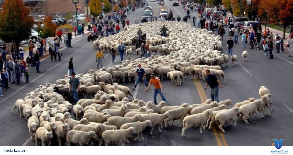 Đón năm mới ấm áp với lễ hội chăn cừu ở Nga - Ảnh 1