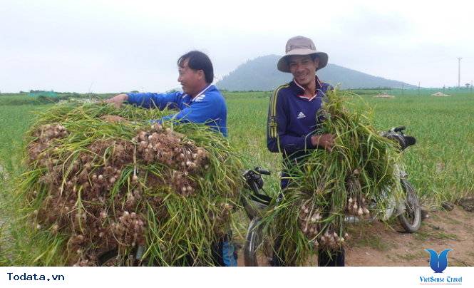 Du lịch đảo Lý Sơn vào mùa thu hoạch tỏi - Ảnh 2