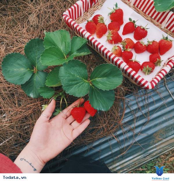 Du lịch Mộc Châu dịp 30/4-1/5 có gì đặc sắc? - Ảnh 5