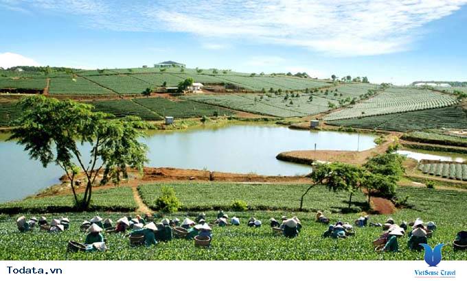 Du lịch tham quan nông trường Chè (Lâm Đồng) - Ảnh 1