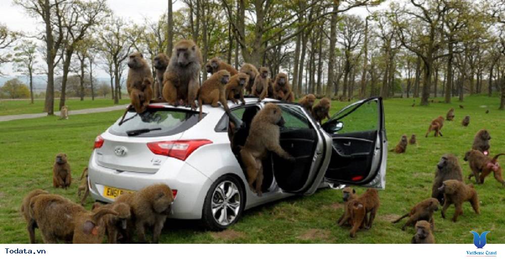 FLC Zoo Safari Park, vườn thú lớn nhất Đông Nam Á - Ảnh 1