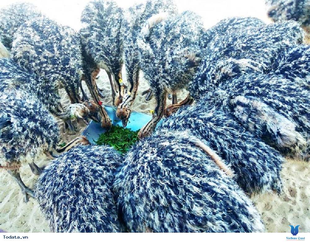 FLC Zoo Safari Park, vườn thú lớn nhất Đông Nam Á - Ảnh 3