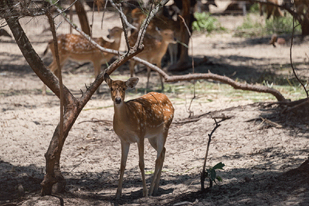 FLC Zoo Safari Park, vườn thú lớn nhất Đông Nam Á - Ảnh 2