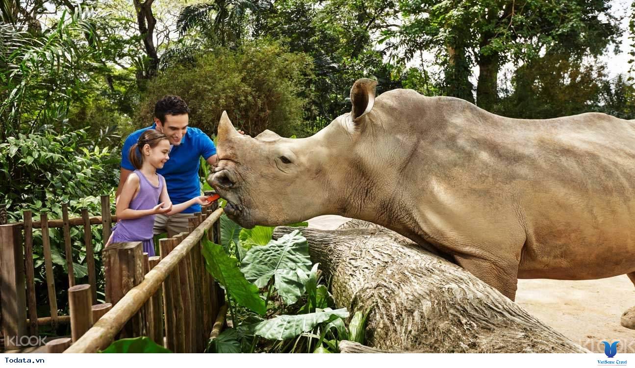 Ghé Thăm Vườn Thú Hoang Dã Đẹp Nhất Singapore (Singapore Zoo) - Ảnh 4