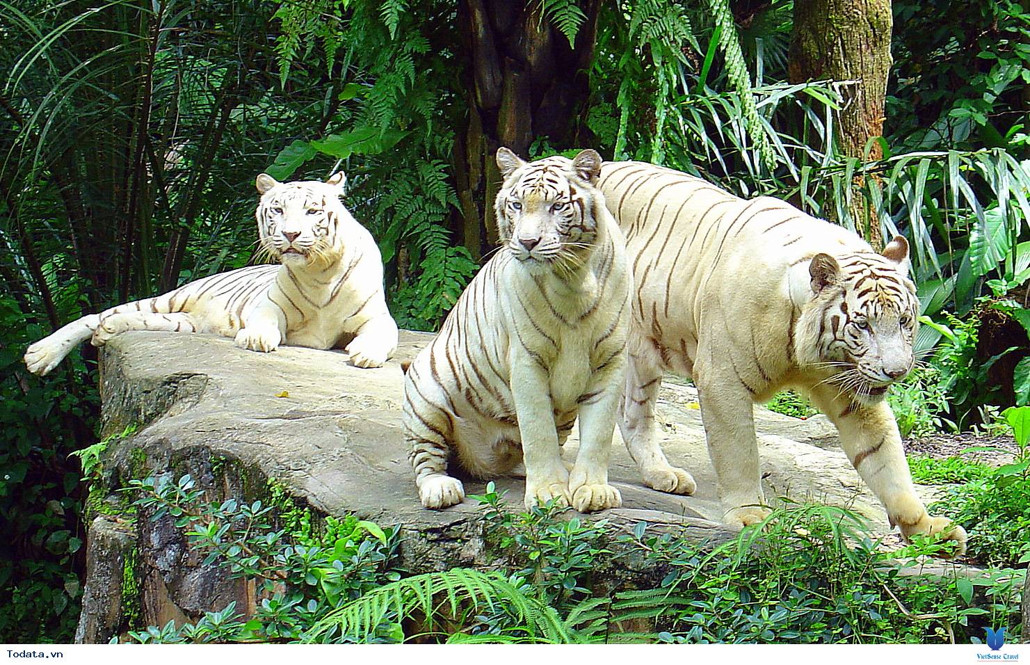 Зоо дикие животные. Зоопарк Сингапура Singapore Zoo. Белый тигр Сингапурский зоопарк. Животные сингапурского зоопарка. Белые тигры Сингапур.