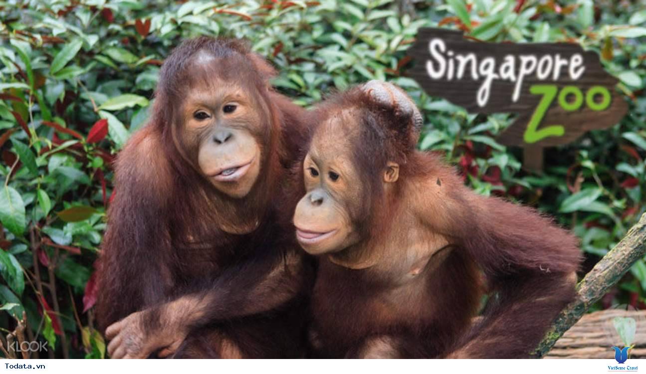 Ghé Thăm Vườn Thú Hoang Dã Đẹp Nhất Singapore (Singapore Zoo) - Ảnh 7