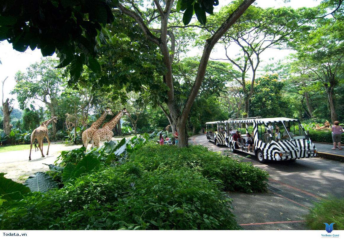 Ghé Thăm Vườn Thú Hoang Dã Đẹp Nhất Singapore (Singapore Zoo) - Ảnh 8