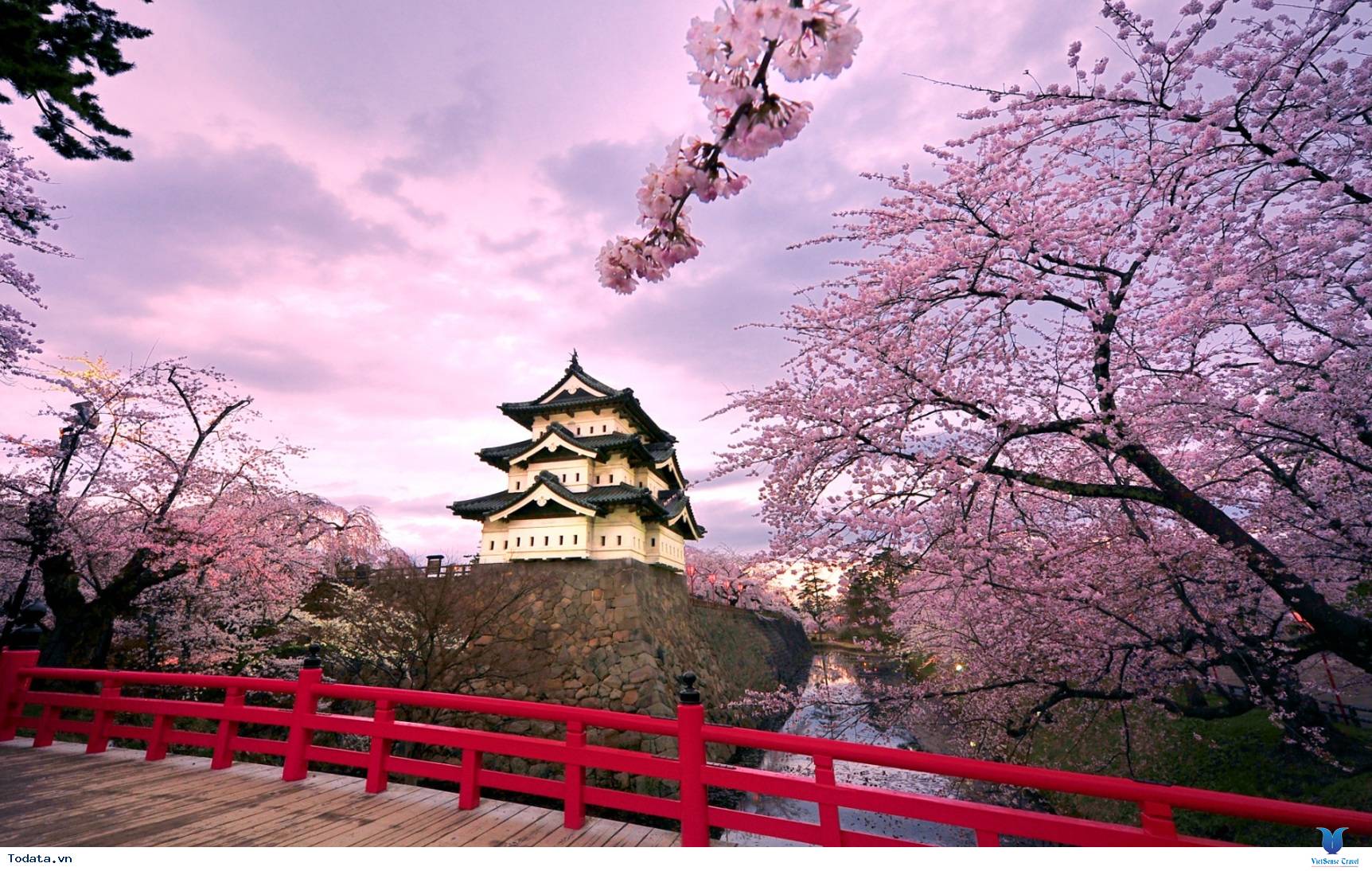 Điểm ngắm Hoa Anh Đào tại Nhật Bản: Nhật Bản là điểm đến hoàn hảo để thưởng ngoạn vẻ đẹp của hoa Anh Đào. Các khu vườn, công viên và ngôi đền lấy hoa Anh Đào làm chủ đề sẽ khiến bạn cảm thấy như đang sống trong một thiên đường màu hồng.