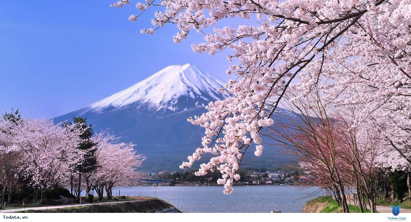 Gợi ý 8 điểm ngắm hoa anh đào đẹp nhất đấy nước Nhật Bản