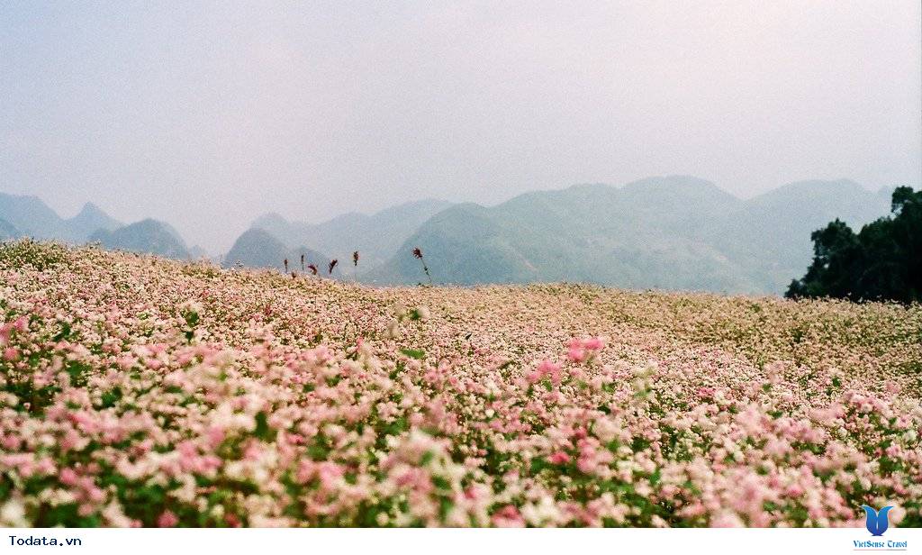 Gợi Ý Lịch Trình 3 Ngày Phượt Hà Giang - Ảnh 1