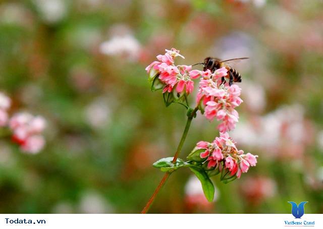 Hà Giang - Điểm đến lý tưởng cho những người yêu xê dịch - Ảnh 1