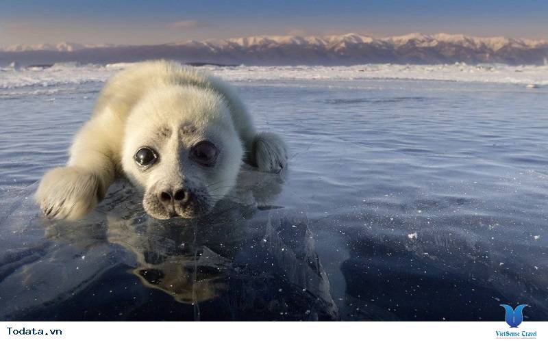 Hồ Thiêng Baikal Và Vùng Đất Siberia 5 Ngày - Ảnh 4