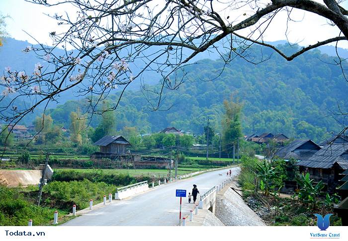 Hoa ban - biểu trưng văn hóa Điện Biên - Ảnh 1