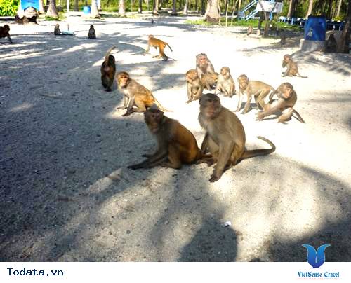 Hòa Mình Với Thiên Nhiên Khi Du Lịch Đảo Khỉ Nha Trang - Ảnh 1