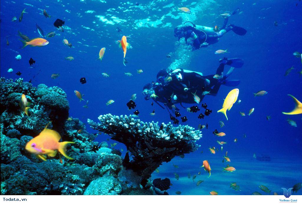 Hòn Mun Nha Trang - Vẻ Đẹp Từ Đáy Biển - Ảnh 4