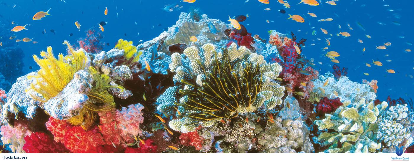 Hòn Mun Nha Trang - Vẻ Đẹp Từ Đáy Biển - Ảnh 3