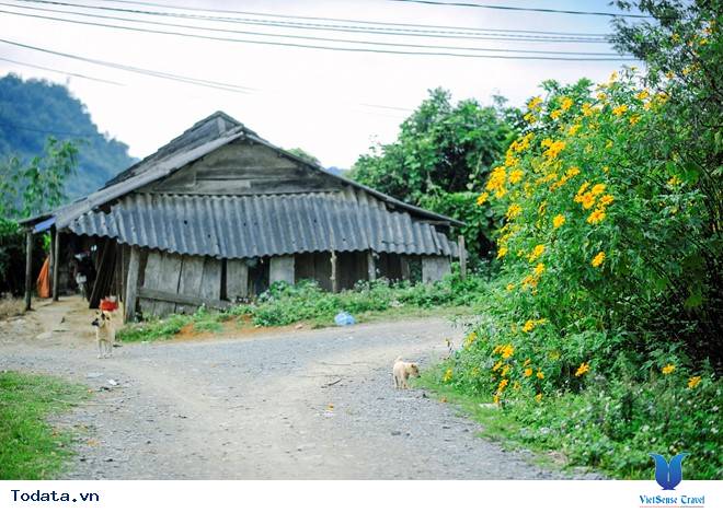 Hương Sắc Hoa Dã Quỳ Mộc Châu Say Đắm Ngày Thu Qua Đông Tới - Ảnh 6