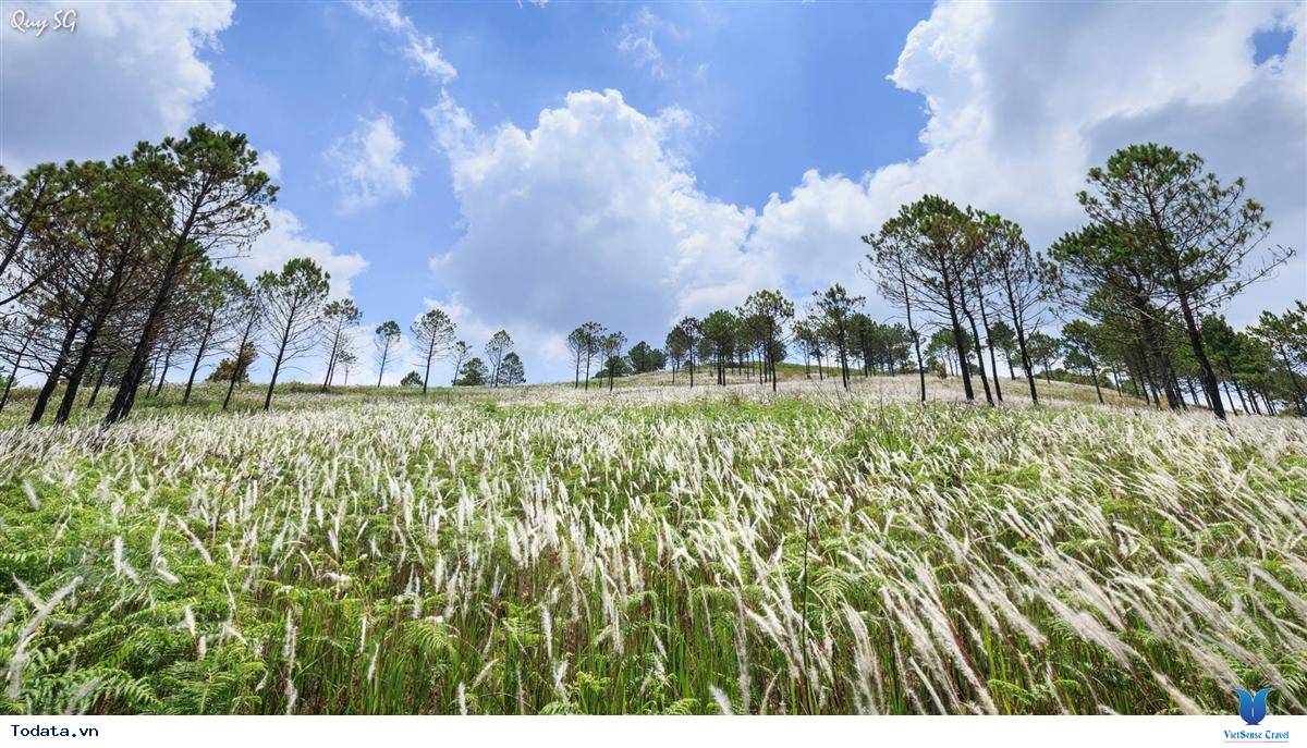 Khám Phá Cánh Đồng Cỏ Lau Thơ Mộng Giữa Lòng Đà Lạt - Ảnh 3