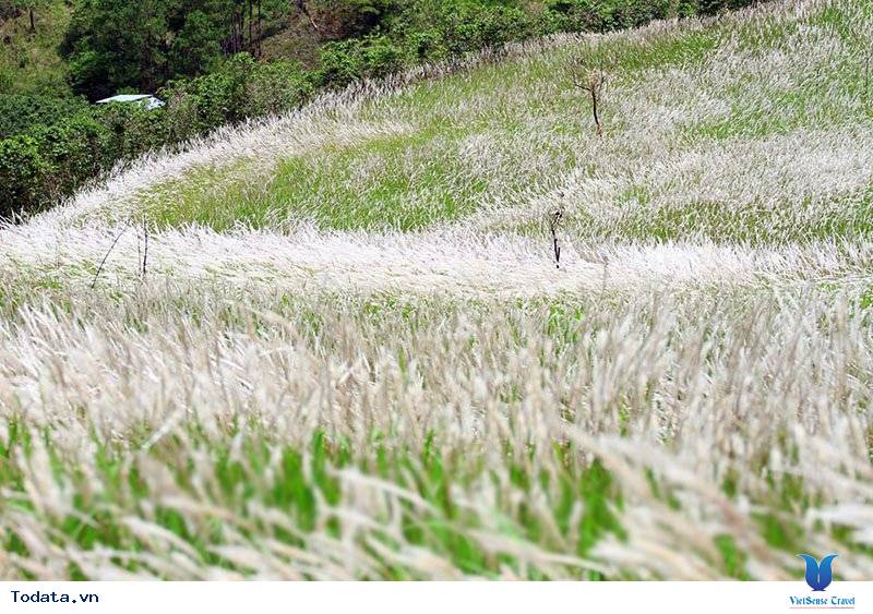 Khám Phá Cánh Đồng Cỏ Lau Thơ Mộng Giữa Lòng Đà Lạt - Ảnh 6