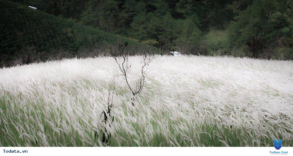 Khám Phá Cánh Đồng Cỏ Lau Thơ Mộng Giữa Lòng Đà Lạt - Ảnh 1