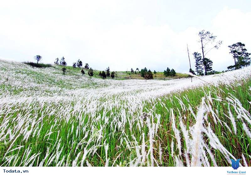 Khám Phá Cánh Đồng Cỏ Lau Thơ Mộng Giữa Lòng Đà Lạt - Ảnh 7