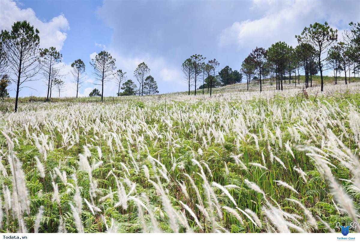 Khám Phá Cánh Đồng Cỏ Lau Thơ Mộng Giữa Lòng Đà Lạt - Ảnh 4