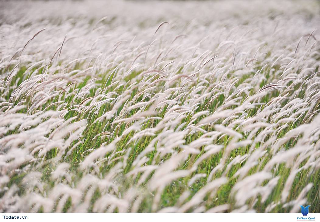 Khám Phá Cánh Đồng Cỏ Lau Thơ Mộng Giữa Lòng Đà Lạt - Ảnh 2