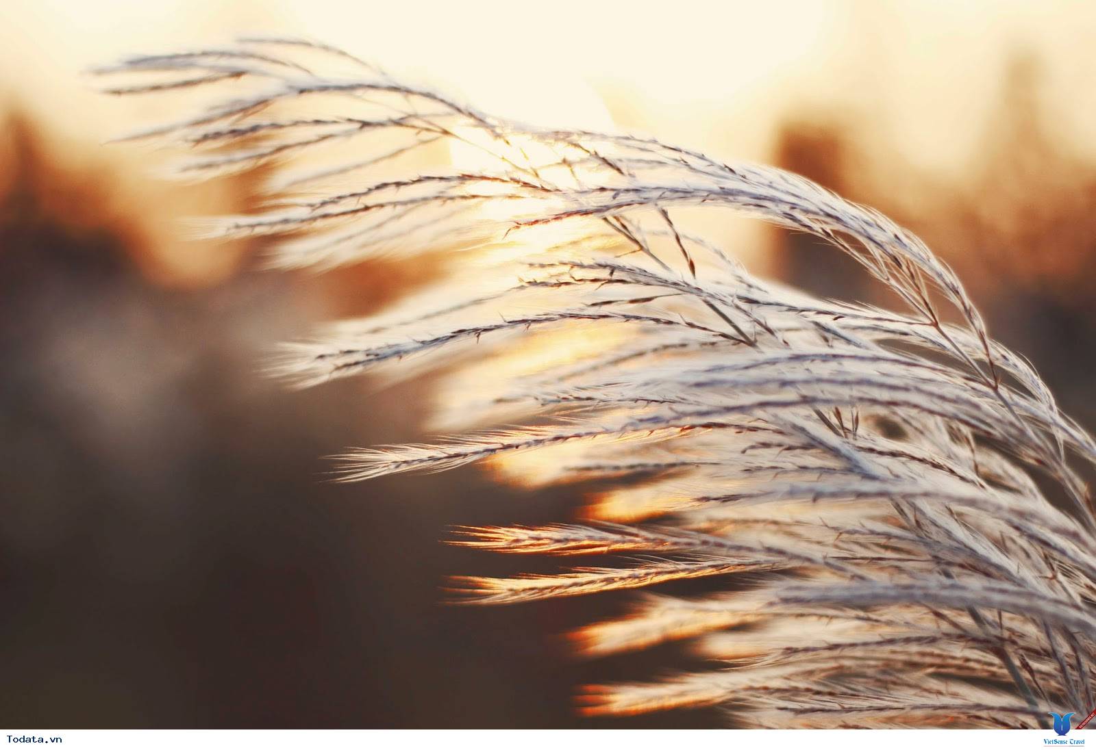 Khám Phá Cánh Đồng Cỏ Lau Thơ Mộng Giữa Lòng Đà Lạt - Ảnh 8