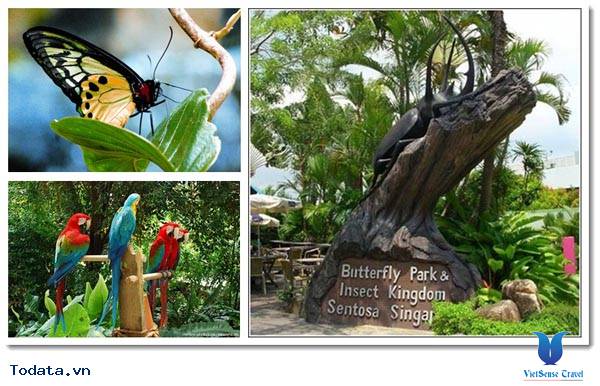 Khám Phá Công Viên Bướm Và Vương Quốc Côn Trùng Tại Singapore - Ảnh 3