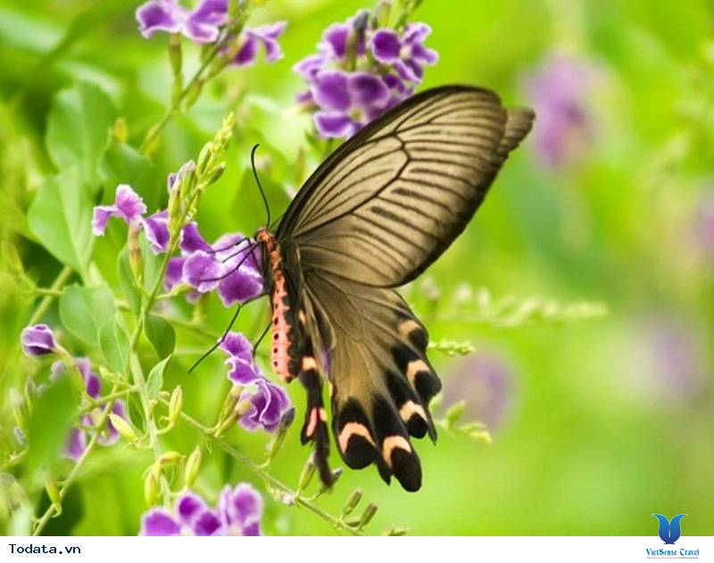 Khám Phá Công Viên Bướm Và Vương Quốc Côn Trùng Tại Singapore - Ảnh 5