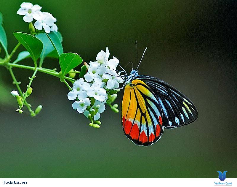 Khám Phá Công Viên Bướm Và Vương Quốc Côn Trùng Tại Singapore - Ảnh 11