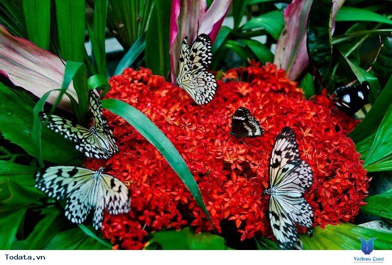 Khám Phá Công Viên Bướm Và Vương Quốc Côn Trùng Tại Singapore - Ảnh 12