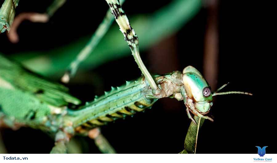 Khám Phá Công Viên Bướm Và Vương Quốc Côn Trùng Tại Singapore - Ảnh 8