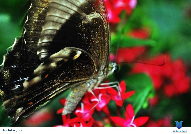 Khám Phá Công Viên Bướm Và Vương Quốc Côn Trùng Tại Singapore - Ảnh 6