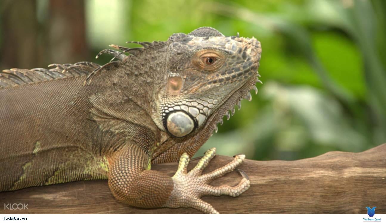 Khám Phá Công Viên Bướm Và Vương Quốc Côn Trùng Tại Singapore - Ảnh 9