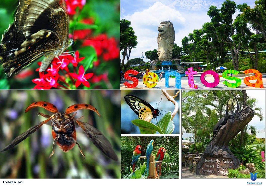 Khám Phá Công Viên Bướm Và Vương Quốc Côn Trùng Tại Singapore - Ảnh 1