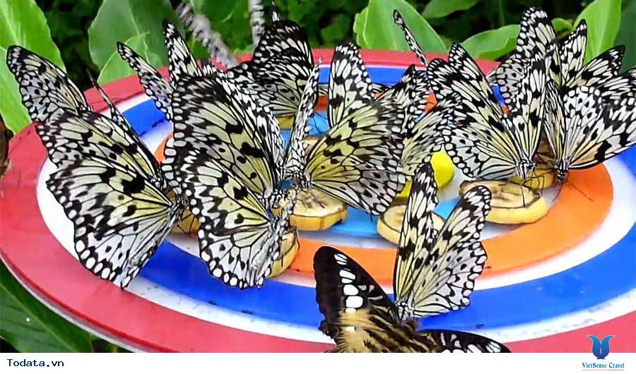 Khám Phá Công Viên Bướm Và Vương Quốc Côn Trùng Tại Singapore - Ảnh 7