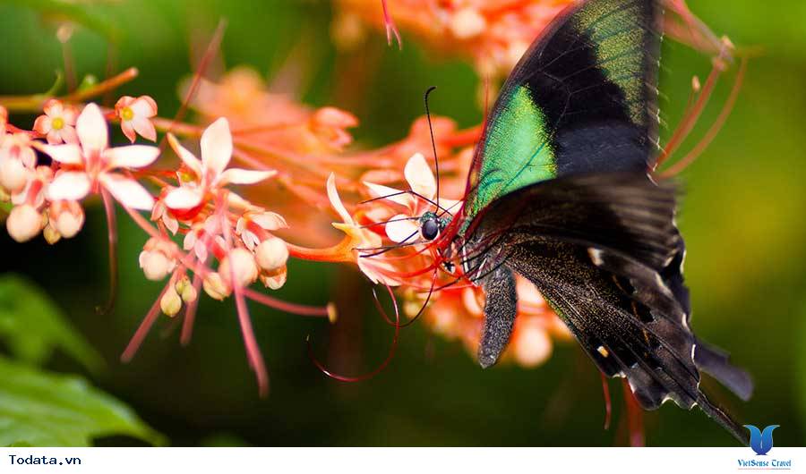 Khám Phá Công Viên Bướm Và Vương Quốc Côn Trùng Tại Singapore - Ảnh 10